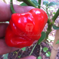 Aji Sandollar (Secluded) Chilli Seeds