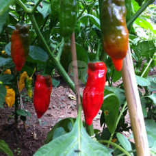 Aji Verde Chilli Seeds