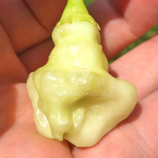 Aji White Fantasy Chilli Seeds