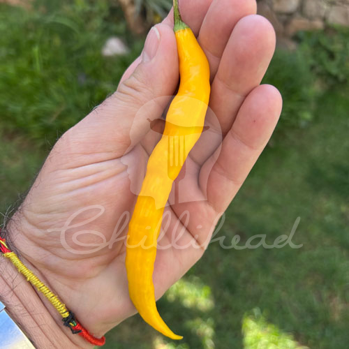 Aji Guyana Chilli Seeds