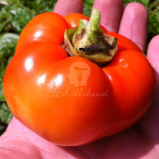 Alma Paprika Chilli Seeds