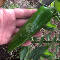 Anaheim Chilli Seeds