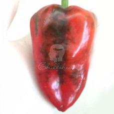 Ancho 101 Chilli Seeds