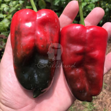 Ancho Poblano Chilli Seeds