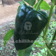 Ancho San Louis Chilli Seeds