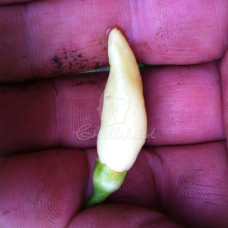 Ankor Sunrise Chilli Seeds