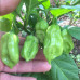 Antillaise Caribbean 14.5 Chilli Seeds