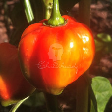 Antillaise Caribbean Chilli Seeds