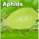 Aphids