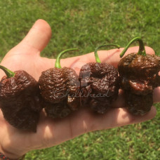 Apocalypse Scorpion Chocolate Chilli Seeds