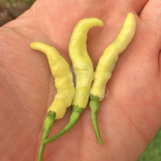 Aribibi Gusano Chilli Seeds
