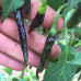 Assam Chilli Seeds