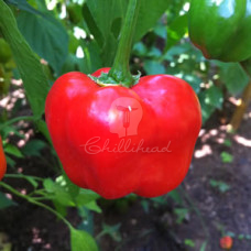 Baby Belle Pimento Chilli Seeds