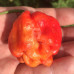 Bahamian Beast Chilli Seeds