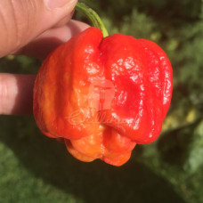 Bahamian Beast Chilli Seeds