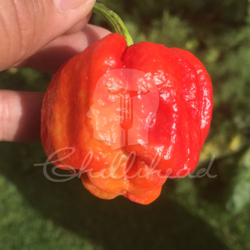 Bahamian Beast Chilli Seeds