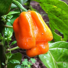 Bahamian Goat Chilli Seeds