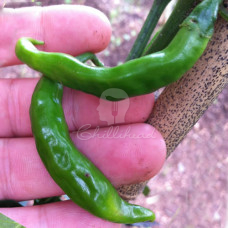 Bali Long Chilli Seeds