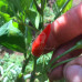 Bali Naga Chilli Seeds