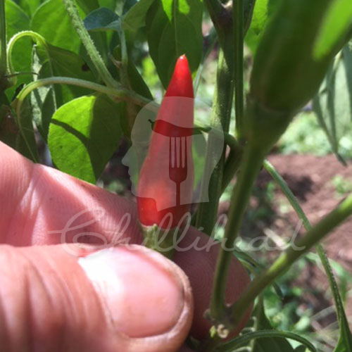 Bali Naga Chilli Seeds