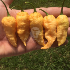 Bengal Naga Peach Chilli Seeds