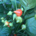 Beni Market Chilli Seeds