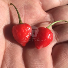 Beni Market Chilli Seeds