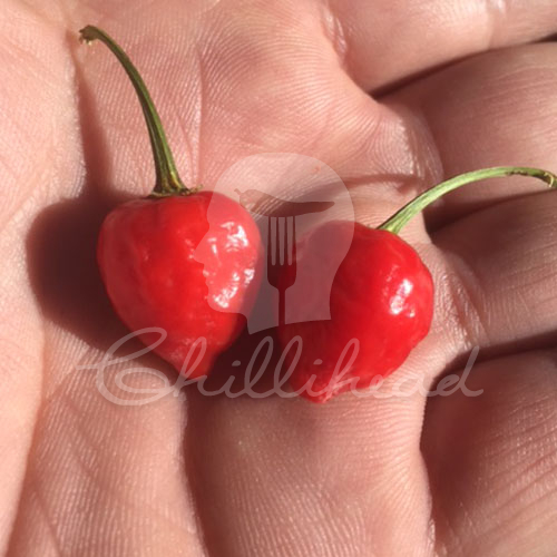 Beni Market Chilli Seeds