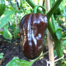 Bhut Jolokia Brown/Chocolate Chilli Seeds