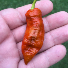 Bhut Jolokia Caramel Chilli Seeds