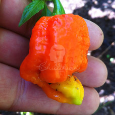 Bhut Jolokia Chilli Seeds