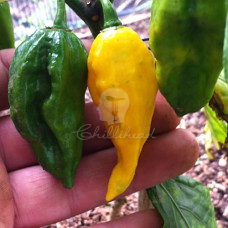 Bhut Jolokia Yellow Chilli Seeds