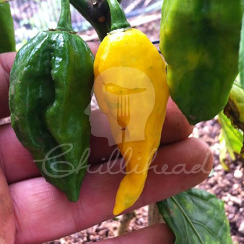 Bhut Jolokia Yellow Chilli Seeds