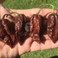 Bhutlah Brown Chilli Seeds