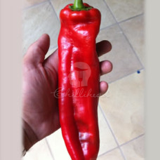 Big Jim Chilli Seeds