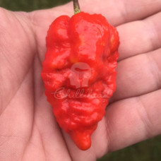 Big Red Mama Chilli Seeds