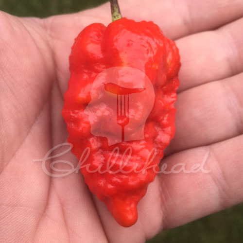 Big Red Mama Chilli Seeds