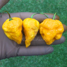 Big Yellow Mama Chilli Seeds