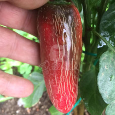 Biker Billy Jalapeño Chilli Seeds