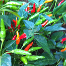 Bile Bile (Zimbabwe Birdseye) Chilli Seeds