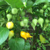 Biquinho Amarillo Chilli Seeds