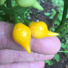 Biquinho Amarillo Chilli Seeds