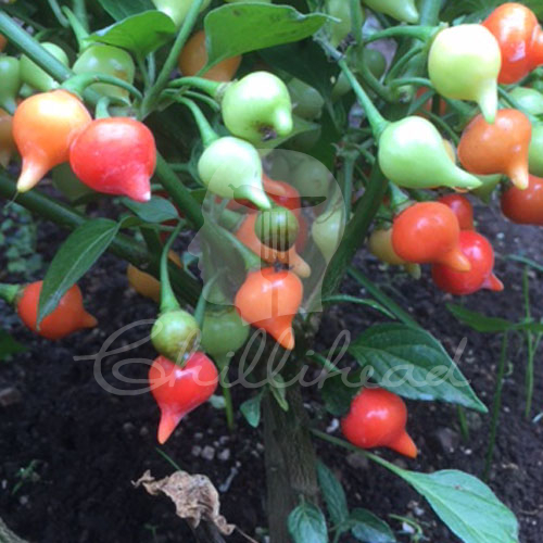 Biquinho Vermelho Chilli Seeds