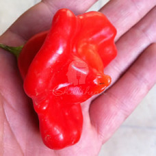 Bishops Crown Chilli Seeds