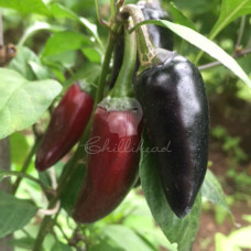 Black Hot Hungarian Chilli Seeds