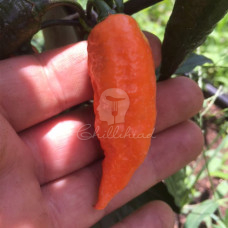 Black Panther Orange Chilli Seeds