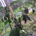 Black Panther Orange Chilli Seeds