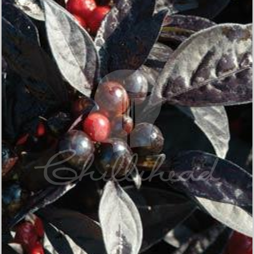 Black Pearl (Secluded) Chilli Seeds