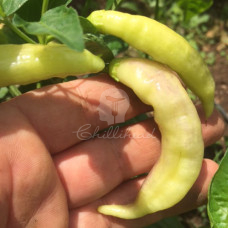 Blondie Chilli Seeds