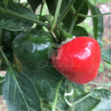 Bola (Cascabelle) Chilli Seeds